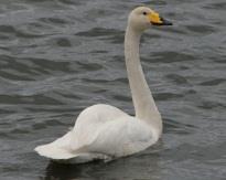 Example ~ Emily, Adrienne, Iris, Alicia, Tori are all swans, all bug-eaters, all female, all white, all migratory.