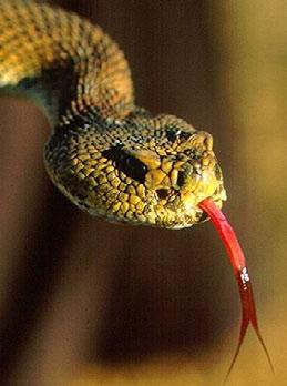 Figure 7b is a photo of a serpent s forked tongue.