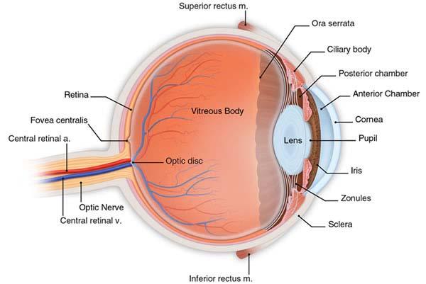 The contraction and relaxation of the iris tissue alters the shape and size of the pupil, in turn allowing differing amounts of light into the eye.