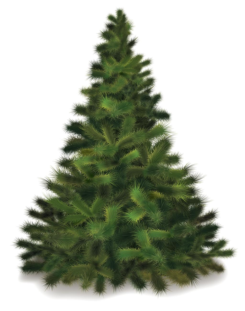 The Christmas tree lore ENRICHING