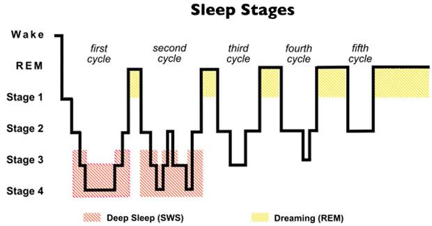 The Body Dreaming 4 Figure 1 represents an average night of sleep, where the individual moves from waking into stages 1, 2, 3 and 4, then back up into a REM (rapid eye movement) period where dreaming