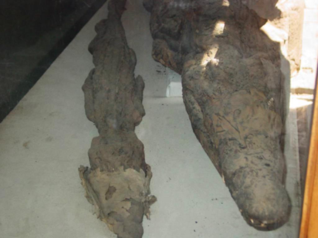 Crocodile mummies in honor of Sobek