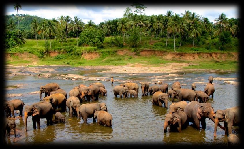 to Pinnawela and the Elephant Orphanage Pinnawela visit.