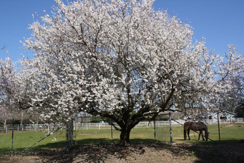Solomon says old age is the time in life when the almond tree blossoms. The comparison is between the white blossoms on the almond tree and the grey hair on the aged s head.