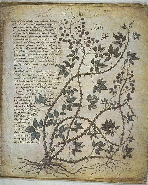 Vienna Dioskorides https://youtu.be/nunfdhntv9o One of the oldest surviving, secular medieval manuscripts.