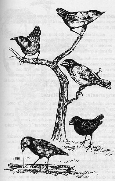 DARWIN S FINCHES SUPPORTS EVOLUTION? NO!