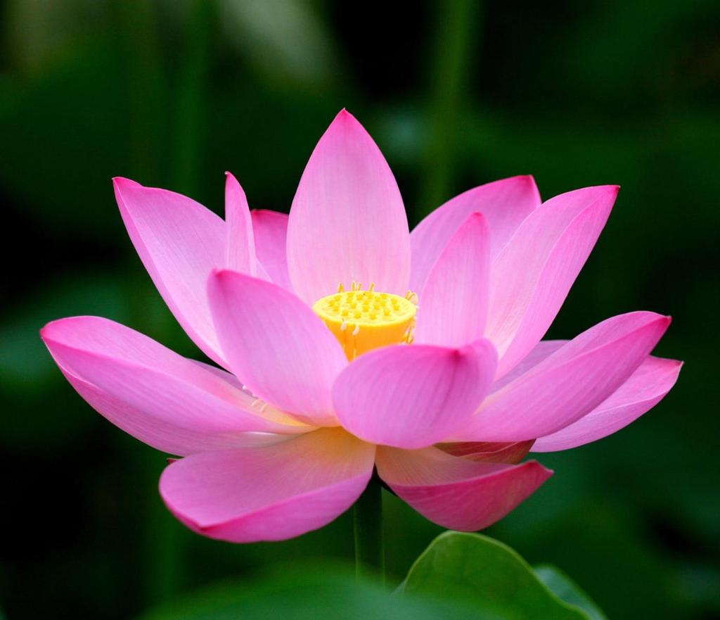 Classic India The Lotus Flower The National