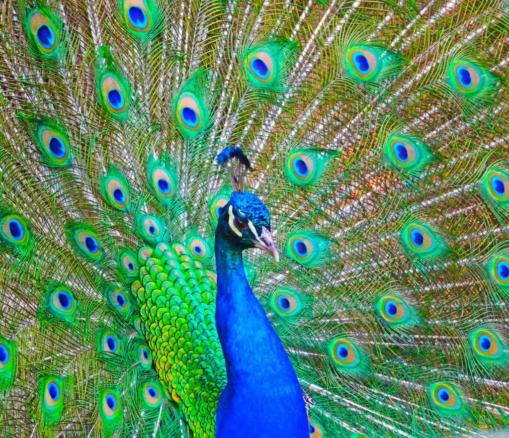 Classic India The Peacock The National Bird of India.