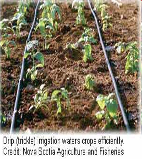Drip Irrigation Israelis have transformed stretches of : Since 1948, the Israeli s have believed their survival