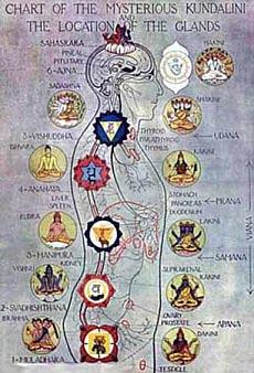 The kundalini, depicted as a serpent coiled three and a half times, lies dormant at the base of the spine, blocking entrance into the sushumna, the central channel that runs from the first chakra-
