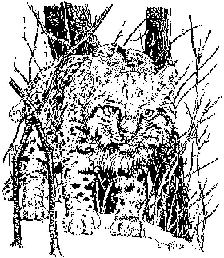 Page 80 2) The Bobcat Method Bobcats (also called Wildcats) inhabit the United States, but they are rarely seen. They shy away from population centers and from people and problems.