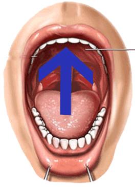 Middle part of the tongue and the hard palate Letters Jeem, Sheen and Ya ي ش ج Middle