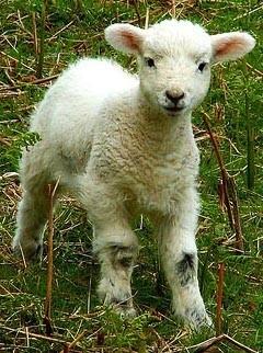 John 10:27 My sheep hear my voice,