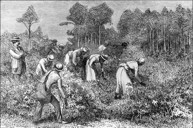 Section 1 Picking Cotton Directions: Look at the illustration of slaves picking cotton. Then, using your observations and textbook, answer the questions that follow. 1. What observations can you make about the scene?