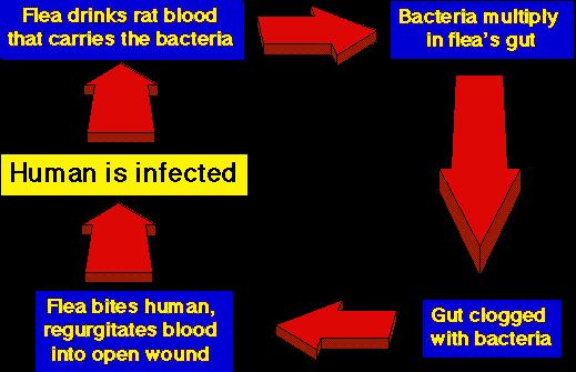 The Great Mortality Yersinia pestis bacterium rat flea Normal in fleas Asia & East Africa Normally