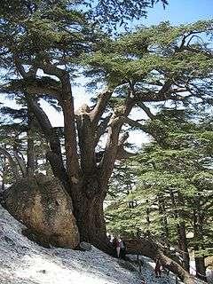 Lebanon Cedar in the