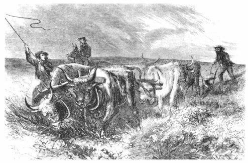 Did the US Government play an important part in solving the farming problems which homesteaders faced on the Plains? Explain your answer.