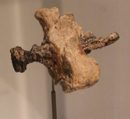 Heel bone of a crucifixion victim.