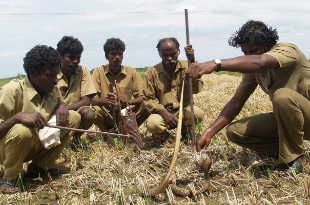 The Irulas of Tamil Nadu, hunter- gatherers traditionally specialized in catching by hand, snakes and rats from agricultural lands.