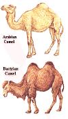 considerably early period in northern Baluchistan... It is likely enough that camel, horse and ass were in fact all familiar feature of the Indus caravans.