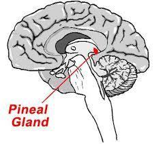 Back to the Eye and Pineal Gland Pineal Gland The pineal gland, also known as the pineal is a small gland in the brain.