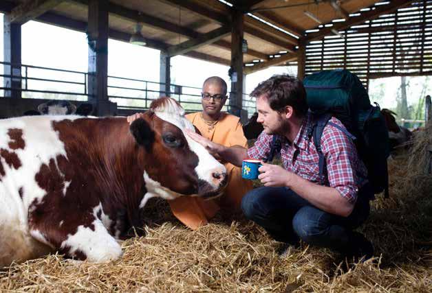 After a film company gave young Dom Dwight the task of travelling the world in pursuit of the best ingredients for a cup of coffee, he finally ended up in the Manor s New Gokul farm to sample the cow