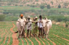 6 6 and 7 AGRICULTURE Agriculture is the main activity for the inhabitants of India and the state of Andhra Pradesh.