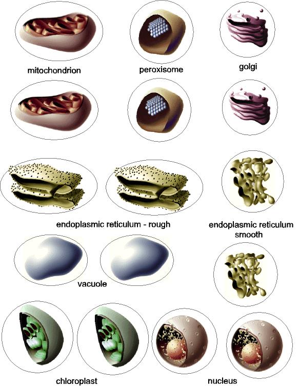 Cell Structure If any one of these cellular pieces was taken away, not only would that cell cease to function but also any other external cells that required support from this