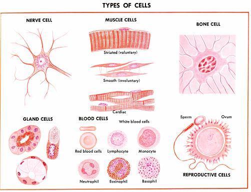 Cell Structure There are an estimated 50 to 100 Trillion cells in the average adult human body