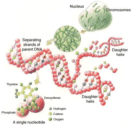 Intelligent Source Required for Data DNA is located in the nucleus of every living organism s cell.