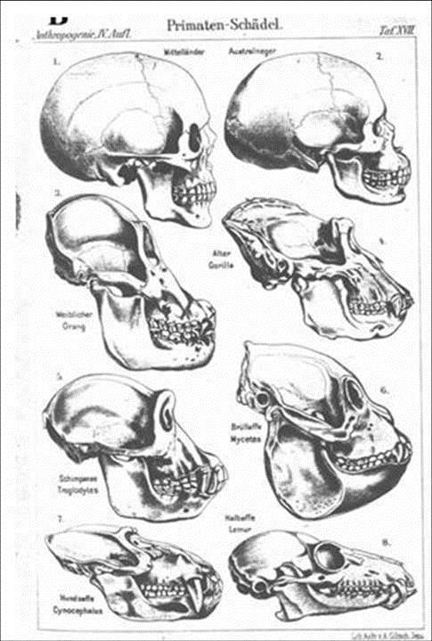Fraudulent Skull Fake Skull Drawing from (Ernst Haeckel s, Evolution of Man, 1920) presents a skull labeled Australian Negro as an
