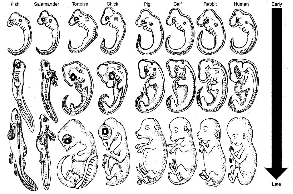 Fraudulent Embryos Drawing from (Ernst Haeckel s, Evolution of Man, 1920) presents a comparison of embryos from different species. These were later proven to be fraudulent.