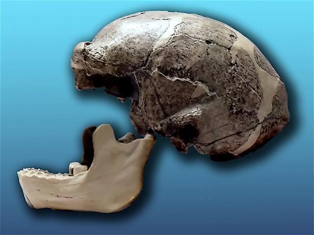 Peking Man Supposedly 300,000 to 500,000 year old skull fragments