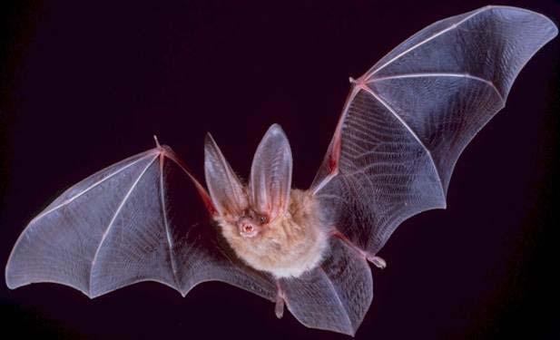 Hypothesis: Bats use