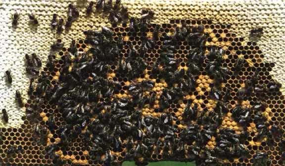 bees returning to the hive use a complex dance