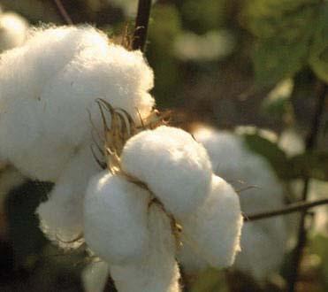 MUHAMMAD ALI S CHANGES IN EGYPT began industrialization in Egypt Cotton becomes cash crop (replaces American cotton because of civil war) harmed peasants.