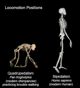 BIPEDALISM OR, HOW