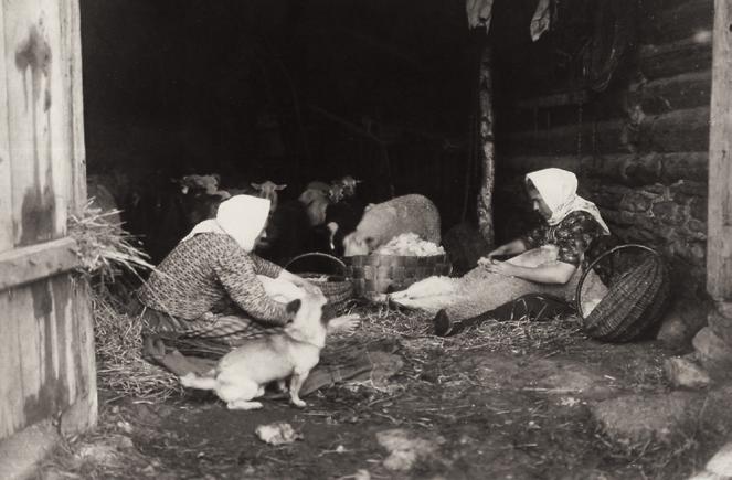 Lihula naised lambaid pügamas, 1913. Lamba pea asetatakse korvi, et lammas rahulik püsiks. Eesti vabaõhumuuseumi foto. Autor: Johannes Pääsuke laga.