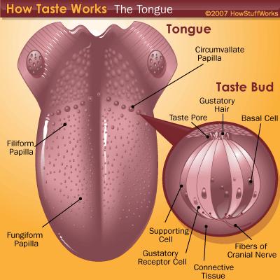 Taste and See! In the natural sense of taste, we place food in our mouths to get the flavor, texture and composition.