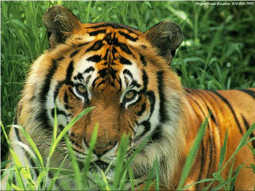 Wildlife Royal Bengal Tiger is the