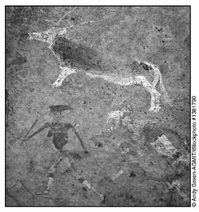 8 When studying prehistoric people, cave drawings like this one allow
