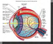 .. created our universe God exists Intelligent design is the correct solution [The eye] can distinguish