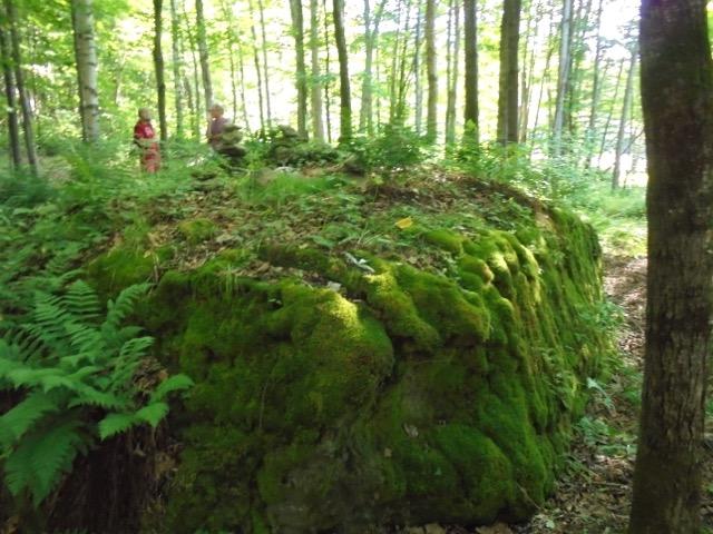 It was around this area that the first settlers were given 100 acres of land for each family. Terry then took us a little way into the woods to the appropriately named Moss Rock.