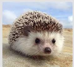 Ex. #4 1) If there is a hedgehog in my engine, my car will not start. 2) My car will not start. 3) Therefore there must be a hedgehog in my engine. Affirming the Consequent 1. If P, then Q. 2. Q. 3. Therefore P.