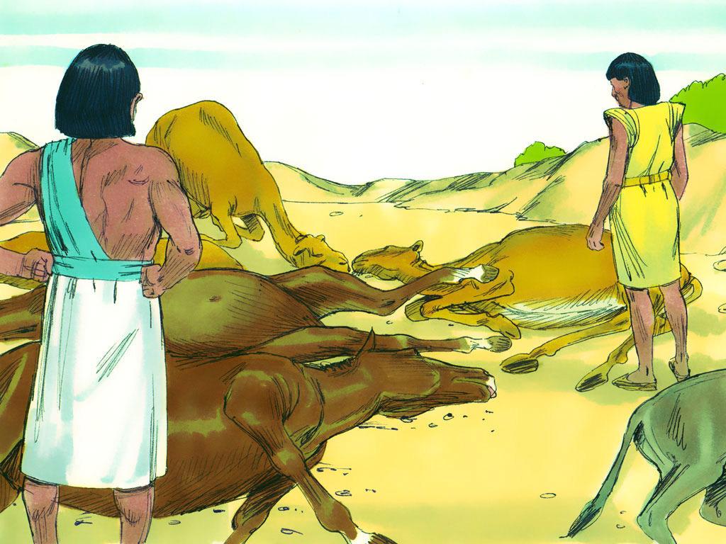 16. (Plague 5-death of livestock) Moses visited Pharaoh again and warned him that he must let the Israelites go or the next plague would cause the Egyptians' animals to die.