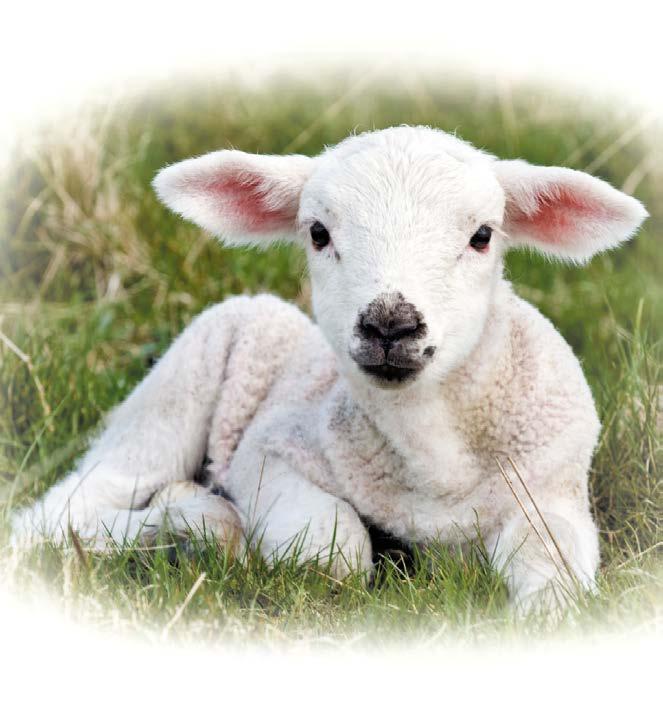 Christians identify Jesus as the Passover lamb.