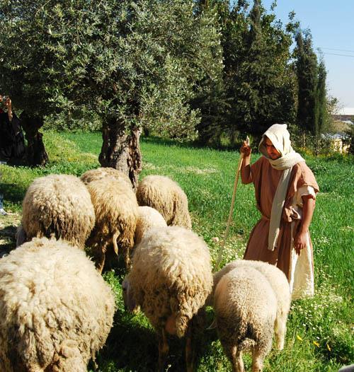 The sheep know the shepherd s voice,