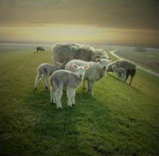 The shepherd leads his sheep to green pastures where