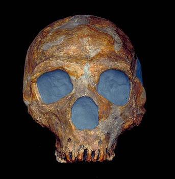 This Neanderthal man lived over 30,000 years before Modern Man developed farming (domesticating animals & growing crops) that are described