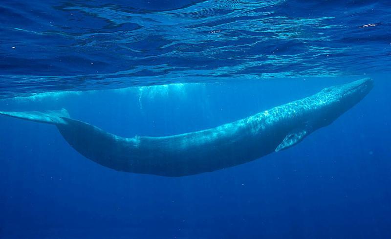 Blue Whale - now in our waters in Dana Point, CA. Largest whale on the planet! Dolphin Pod.